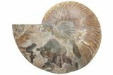 Cut & Polished Ammonite Fossil (Half) - Madagascar #208668-1
